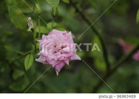 荒尾市　おもやい市民花壇　バラの花、 96963489