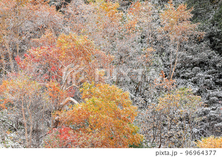 【北海道上富良野町】紅葉と雪の山肌 【北海道上富良野町】紅葉と雪の山肌 96964377