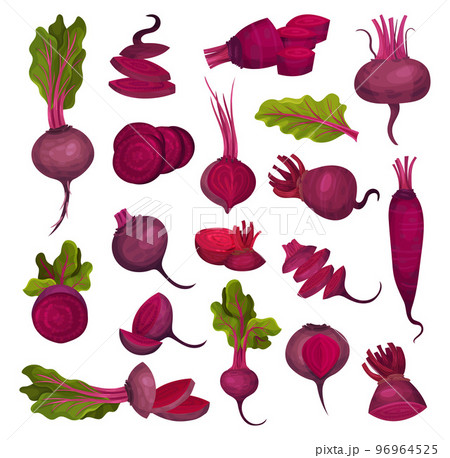 Ripe Purple Beet Root Vegetable with Top Leaves Big Vector Set 96964525