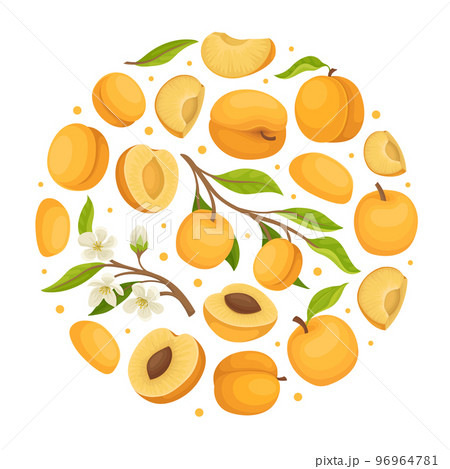 Apricot Design with Ripe Fruit Round Arrangement Vector Template Apricot Design with Ripe Fruit Round Arrangement Vector Template 96964781