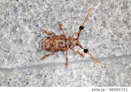 brown color great capricorn beetle close up brown color great capricorn beetle close up 96965721