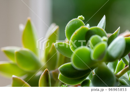 緑の多肉植物のアップ 緑の多肉植物のアップ 96965853