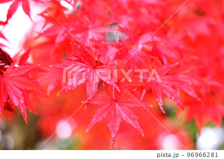 紅葉 紅葉 96966281