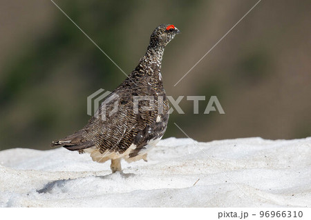 Male rock ptarmigan (Lagopus muta) in summer plumage (Les Orres, France) Male rock ptarmigan (Lagopus muta) in summer plumage (Les Orres, France) 96966310