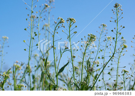 青空に伸びるナズナ 96966383
