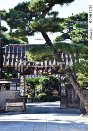 沼津市　松蔭寺の山門と松 96968256