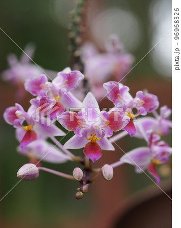 ファレノプシス・エクエストリス 　ペリオティック　（洋ランの原種） 96968326