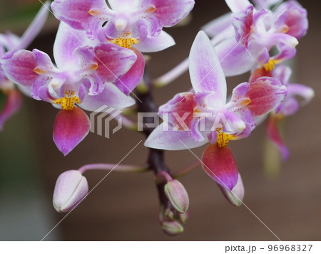 ファレノプシス　エクエストリス 　ペリオティック　（洋ランの原種） 96968327