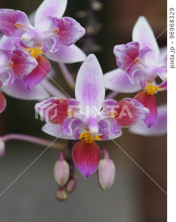 ファレノプシス・エクエストリス ・ペリオティック (洋ランの原種) ファレノプシス・エクエストリス ・ペリオティック (洋ランの原種) 96968329