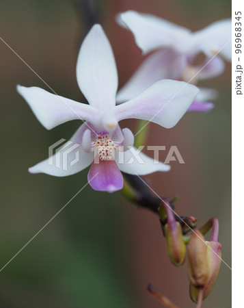 ファレノプシス エクエストリス Phalaenopsis equestris (洋ランの原種) ファレノプシス エクエストリス Phalaenopsis equestris (洋ランの原種) 96968345