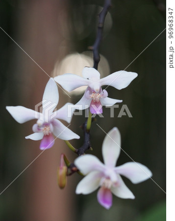ファレノプシス エクエストリス Phalaenopsis equestris (洋ランの原種) ファレノプシス エクエストリス Phalaenopsis equestris (洋ランの原種) 96968347