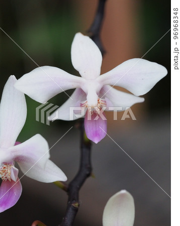 ファレノプシス　エクエストリス　Phalaenopsis equestris　（洋ランの原種） 96968348