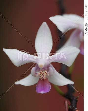 ファレノプシス エクエストリス Phalaenopsis equestris （洋ランの原種）の写真素材 [96968349] - PIXTA