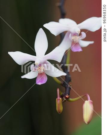 ファレノプシス　エクエストリス　Phalaenopsis equestris　（洋ランの原種） 96968350