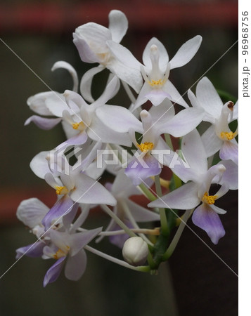 ファレノプシス・エクエストリス　 セルレア　（洋ラン・コチョウランの原種）　 96968756