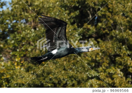 飛沫を散らしながら飛ぶカワウ 飛沫を散らしながら飛ぶカワウ 96969566