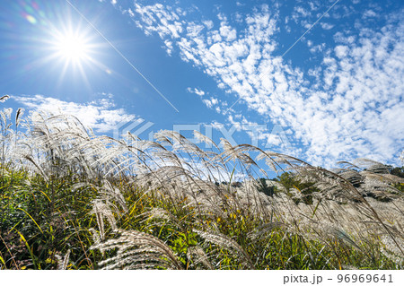ススキ野原 裏磐梯スキー場 ススキ野原 裏磐梯スキー場 96969641