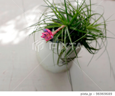 白い木目の上のチランジア(ストリクタ)の花 白い木目の上のチランジア(ストリクタ)の花 96969689