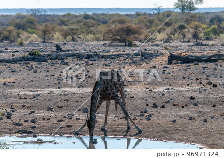 Giraffes in Etosha National Park Giraffes in Etosha National Park 96971324