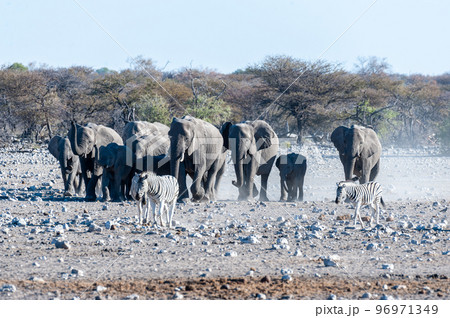 A herd of African Elephants approaching a waterhole in Etosha 96971349