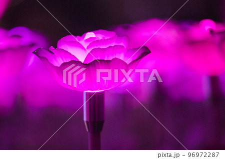 The bulbs were made into roses, arranged as festive decorations. The bulbs were made into roses, arranged as festive decorations. 96972287