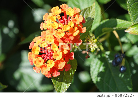 ランタナ 96972527