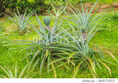 Pineapple tropical ripe fruit growing in garden 96972955