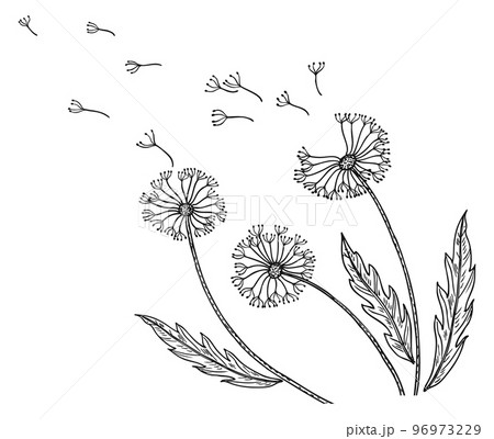Dandelion Flowers Hd Transparent Dandelion Flower Black And White Lines Flower  Drawing Flower Sketch Bud PNG Image For Free Download