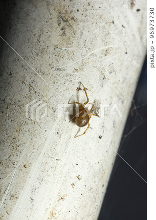 Spiders in the wilderness in the corners of the house 96973730