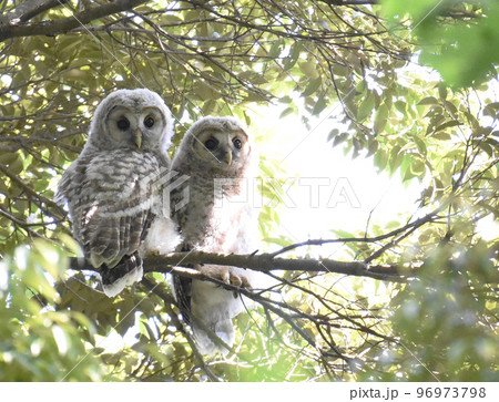 佐倉城址公園の野鳥　フクロウ　赤ちゃん 96973798