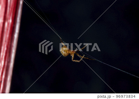 A small red spider climbs a spider's web. 96973834