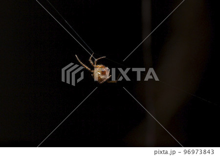 A small red spider climbs a spider's web. 96973843