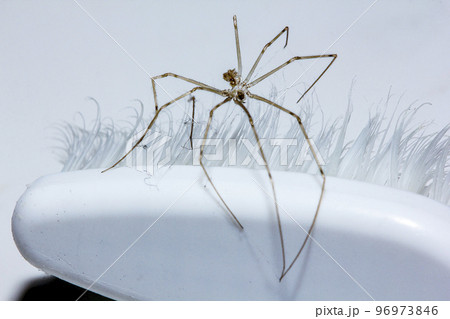 Spiders in the wilderness in the corners of the house Spiders in the wilderness in the corners of the house 96973846