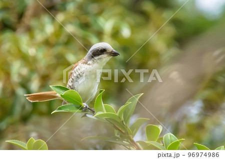 チゴモズの幼鳥 96974986