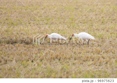仲良くお食事中の朱鷺 96975623
