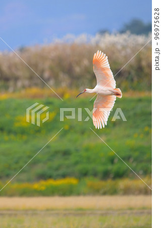 アワダチソウを背景に飛翔するトキ2 96975628