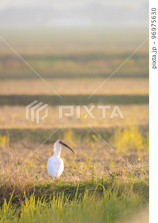 田園風景の中のトキ3 96975630