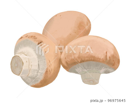 ブラウンマッシュルーム 96975645