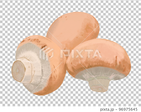 ブラウンマッシュルーム 96975645
