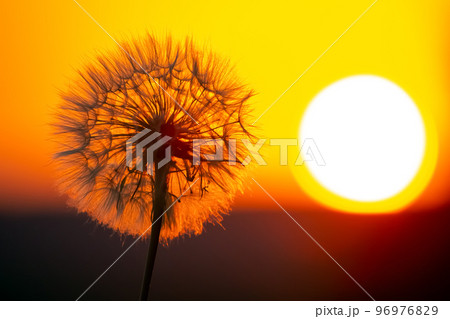 dandelion on the background of the setting sun. Nature and floral botany dandelion on the background of the setting sun. Nature and floral botany 96976829