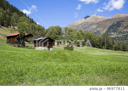 Alpine meadow not far from Fieschertal (Valais, Switzerland) 96977611