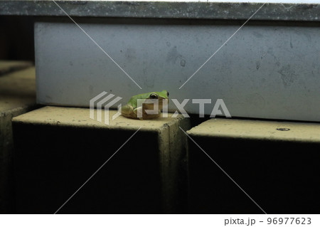 ポーチライト下のカエル ポーチライト下のカエル 96977623