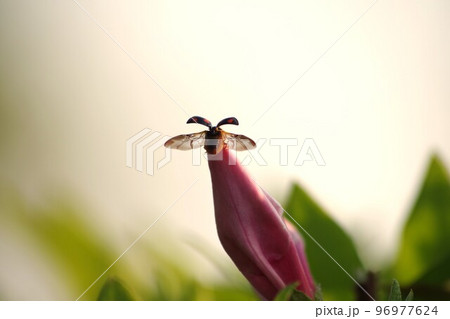飛び立つテントウムシ 飛び立つテントウムシ 96977624