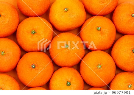 真俯瞰でオレンジバックの温州みかん 真俯瞰でオレンジバックの温州みかん 96977901