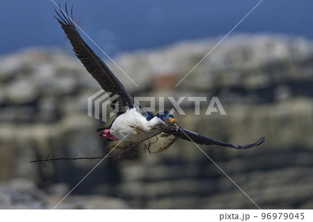 Imperial Shag with nesting material 96979045