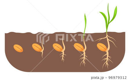 Growing seed stages. Plant growth proccess in soil Growing seed stages. Plant growth proccess in soil 96979312