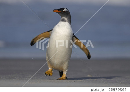 Gentoo Penguins coming ashore 96979365