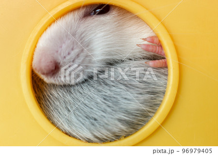Closeup of funny white domestic rat with long whiskers sitting in yellow plastic pet house. 96979405