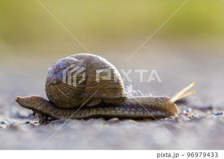 Close-up of big terrestrial snail with brown shell slowly crawling on bright blurred background. Use of mollusks as food and damage for agriculture concept. 96979433