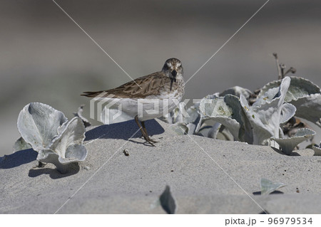 White-rumped Sandpiper 96979534